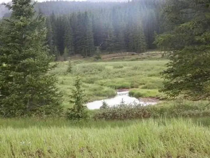 Grassy meadow with river and trees in the back ground