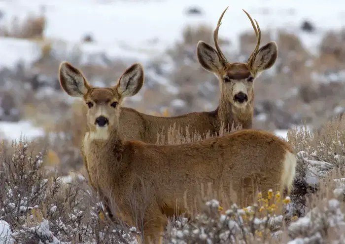 Wildlife in Curecanti National Recreation Area