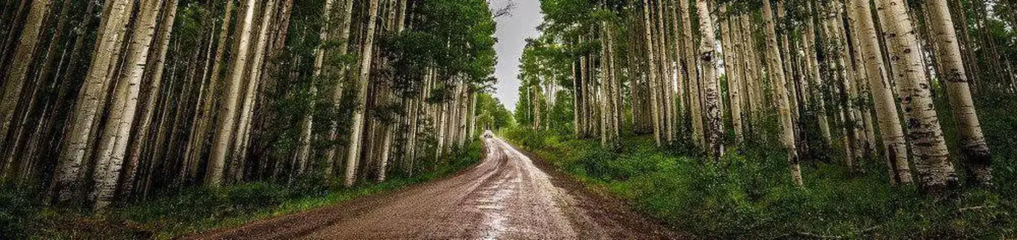 Aspens on the Uncompahgre