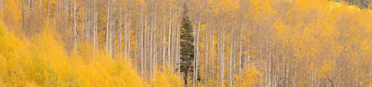 Grand Mesa Uncompahgre and Gunnison National Forest