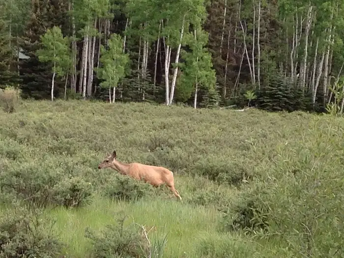 Deer at Elk Creek Campground