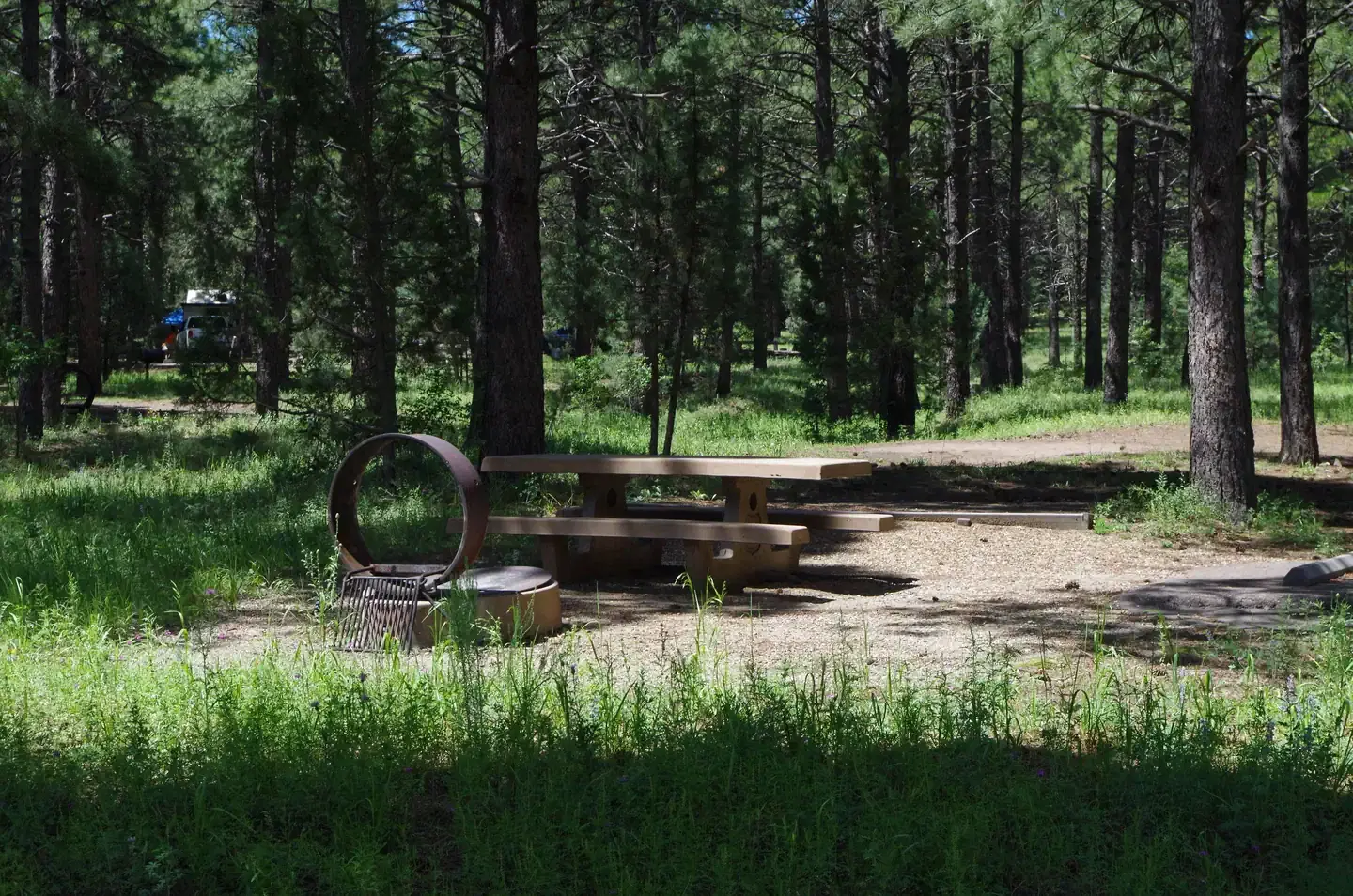 Potato Patch A15 tucked in the Ponderosa Pines