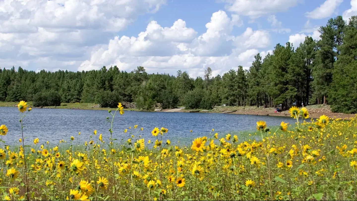 Welocme to Dogtown Lake